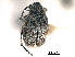  ( - CNC COLEO 00152114)  @11 [ ] CreativeCommons - Attribution (2012) CNC/CBG Photography Group Centre for Biodiversity Genomics