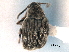  ( - CNC COLEO 00152115)  @11 [ ] CreativeCommons - Attribution (2012) CNC/CBG Photography Group Centre for Biodiversity Genomics