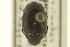  ( - CNC COLEO 00152192)  @11 [ ] CreativeCommons - Attribution (2012) CNC/CBG Photography Group Centre for Biodiversity Genomics