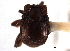  ( - CNC COLEO 00152302)  @11 [ ] CreativeCommons - Attribution (2012) CNC/CBG Photography Group Centre for Biodiversity Genomics