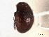  ( - CNC COLEO 00152308)  @11 [ ] CreativeCommons - Attribution (2012) CNC/CBG Photography Group Centre for Biodiversity Genomics
