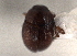  ( - CNC COLEO 00152310)  @11 [ ] CreativeCommons - Attribution (2012) CNC/CBG Photography Group Centre for Biodiversity Genomics
