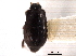  ( - CNC COLEO 00152336)  @11 [ ] CreativeCommons - Attribution (2012) CNC/CBG Photography Group Centre for Biodiversity Genomics