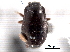 ( - CNC COLEO 00152337)  @11 [ ] CreativeCommons - Attribution (2012) CNC/CBG Photography Group Centre for Biodiversity Genomics
