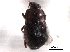  ( - CNC COLEO 00152341)  @11 [ ] CreativeCommons - Attribution (2012) CNC/CBG Photography Group Centre for Biodiversity Genomics