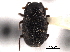  ( - CNC COLEO 00152345)  @11 [ ] CreativeCommons - Attribution (2012) CNC/CBG Photography Group Centre for Biodiversity Genomics