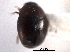 ( - CNC COLEO 00152353)  @11 [ ] CreativeCommons - Attribution (2012) CNC/CBG Photography Group Centre for Biodiversity Genomics