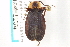  (Podabrus tricostatus - CNC COLEO 00153254)  @14 [ ] CreativeCommons - Attribution (2012) CNC/CBG Photography Group Centre for Biodiversity Genomics