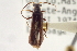  ( - CNC COLEO 00153296)  @11 [ ] CreativeCommons - Attribution (2012) CNC/CBG Photography Group Centre for Biodiversity Genomics