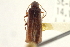  ( - CNC COLEO 00153297)  @11 [ ] CreativeCommons - Attribution (2012) CNC/CBG Photography Group Centre for Biodiversity Genomics