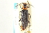  (Cantharis oregona - CNC COLEO 00153311)  @14 [ ] CreativeCommons - Attribution (2012) CNC/CBG Photography Group Centre for Biodiversity Genomics