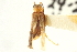  ( - CNC COLEO 00153335)  @11 [ ] CreativeCommons - Attribution (2012) CNC/CBG Photography Group Centre for Biodiversity Genomics