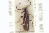  ( - CNC COLEO 00153339)  @13 [ ] CreativeCommons - Attribution (2012) CNC/CBG Photography Group Centre for Biodiversity Genomics