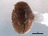  ( - CNC COLEO 00154098)  @11 [ ] CreativeCommons - Attribution (2012) CNC/CBG Photography Group Centre for Biodiversity Genomics
