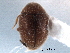  ( - CNC COLEO 00154099)  @11 [ ] CreativeCommons - Attribution (2012) CNC/CBG Photography Group Centre for Biodiversity Genomics