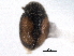  (Nephus ornatus - CNC COLEO 00154105)  @11 [ ] CreativeCommons - Attribution (2012) CNC/CBG Photography Group Centre for Biodiversity Genomics