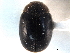  ( - CNC COLEO 00154115)  @11 [ ] CreativeCommons - Attribution (2012) CNC/CBG Photography Group Centre for Biodiversity Genomics