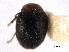  ( - CNC COLEO 00154120)  @11 [ ] CreativeCommons - Attribution (2012) CNC/CBG Photography Group Centre for Biodiversity Genomics