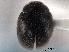  ( - CNC COLEO 00154123)  @11 [ ] CreativeCommons - Attribution (2012) CNC/CBG Photography Group Centre for Biodiversity Genomics