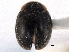  ( - CNC COLEO 00154124)  @11 [ ] CreativeCommons - Attribution (2012) CNC/CBG Photography Group Centre for Biodiversity Genomics