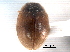  ( - CNC COLEO 00154188)  @13 [ ] CreativeCommons - Attribution (2012) CNC/CBG Photography Group Centre for Biodiversity Genomics
