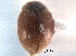  ( - CNC COLEO 00154189)  @11 [ ] CreativeCommons - Attribution (2012) CNC/CBG Photography Group Centre for Biodiversity Genomics