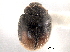  ( - CNC COLEO 00154197)  @11 [ ] CreativeCommons - Attribution (2012) CNC/CBG Photography Group Centre for Biodiversity Genomics