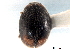  ( - CNC COLEO 00154199)  @11 [ ] CreativeCommons - Attribution (2012) CNC/CBG Photography Group Centre for Biodiversity Genomics
