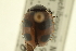  ( - CNC COLEO 00154211)  @11 [ ] CreativeCommons - Attribution (2012) CNC/CBG Photography Group Centre for Biodiversity Genomics