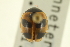  ( - CNC COLEO 00154212)  @11 [ ] CreativeCommons - Attribution (2012) CNC/CBG Photography Group Centre for Biodiversity Genomics
