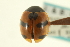  ( - CNC COLEO 00154214)  @13 [ ] CreativeCommons - Attribution (2012) CNC/CBG Photography Group Centre for Biodiversity Genomics