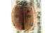  ( - CNC COLEO 00154227)  @13 [ ] CreativeCommons - Attribution (2012) CNC/CBG Photography Group Centre for Biodiversity Genomics