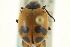  ( - CNC COLEO 00154297)  @13 [ ] CreativeCommons - Attribution (2012) CNC/CBG Photography Group Centre for Biodiversity Genomics