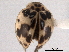  ( - CNC COLEO 00154383)  @13 [ ] CreativeCommons - Attribution (2012) CNC/CBG Photography Group Centre for Biodiversity Genomics