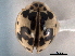  ( - CNC COLEO 00154384)  @13 [ ] CreativeCommons - Attribution (2012) CNC/CBG Photography Group Centre for Biodiversity Genomics