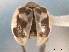  ( - CNC COLEO 00154385)  @14 [ ] CreativeCommons - Attribution (2012) CNC/CBG Photography Group Centre for Biodiversity Genomics