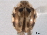  ( - CNC COLEO 00154387)  @13 [ ] CreativeCommons - Attribution (2012) CNC/CBG Photography Group Centre for Biodiversity Genomics