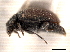  ( - CNC COLEO 00154401)  @11 [ ] CreativeCommons - Attribution (2012) CNC/CBG Photography Group Centre for Biodiversity Genomics