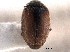  ( - CNC COLEO 00154402)  @11 [ ] CreativeCommons - Attribution (2012) CNC/CBG Photography Group Centre for Biodiversity Genomics