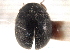  ( - CNC COLEO 00154407)  @11 [ ] CreativeCommons - Attribution (2012) CNC/CBG Photography Group Centre for Biodiversity Genomics