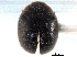  ( - CNC COLEO 00154409)  @11 [ ] CreativeCommons - Attribution (2012) CNC/CBG Photography Group Centre for Biodiversity Genomics