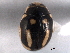  ( - CNC COLEO 00154493)  @11 [ ] CreativeCommons - Attribution (2012) CNC/CBG Photography Group Centre for Biodiversity Genomics