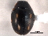  ( - CNC COLEO 00154522)  @11 [ ] CreativeCommons - Attribution (2012) CNC/CBG Photography Group Centre for Biodiversity Genomics