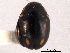  ( - CNC COLEO 00154524)  @11 [ ] CreativeCommons - Attribution (2012) CNC/CBG Photography Group Centre for Biodiversity Genomics