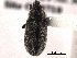  ( - CNC COLEO 00154617)  @13 [ ] CreativeCommons - Attribution (2012) CNC/CBG Photography Group Centre for Biodiversity Genomics