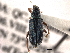 (Polydrusus formosus - CNC COLEO 00154664)  @15 [ ] CreativeCommons - Attribution (2012) CNC/CBG Photography Group Centre for Biodiversity Genomics