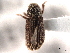  (Xylechinus americanus - CNC COLEO 00154678)  @13 [ ] CreativeCommons - Attribution (2012) CNC/CBG Photography Group Centre for Biodiversity Genomics