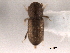  ( - CNC COLEO 00154682)  @11 [ ] CreativeCommons - Attribution (2012) CNC/CBG Photography Group Centre for Biodiversity Genomics
