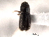  (Pseudopityophthorus minutissimus - CNC COLEO 00154688)  @13 [ ] CreativeCommons - Attribution (2012) CNC/CBG Photography Group Centre for Biodiversity Genomics