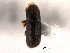  ( - CNC COLEO 00154689)  @11 [ ] CreativeCommons - Attribution (2012) CNC/CBG Photography Group Centre for Biodiversity Genomics